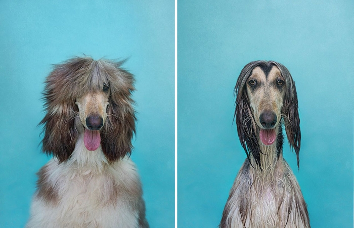 animal-portraits-dry-dog-wet-dog-serenah-hodson-05