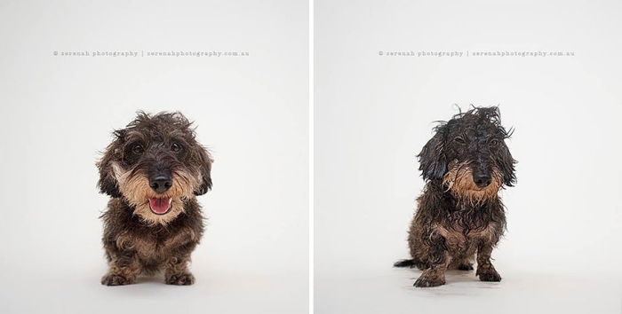 animal-portraits-dry-dog-wet-dog-serenah-hodson-01