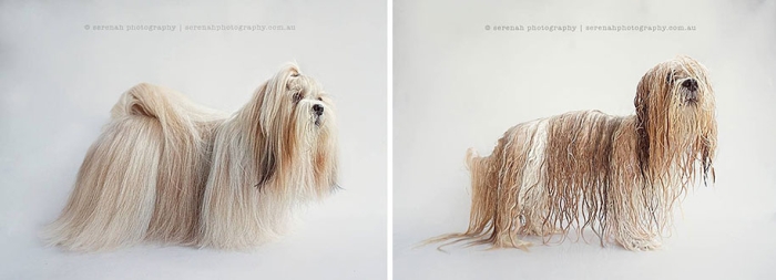 animal-portraits-dry-dog-wet-dog-serenah-hodson-02