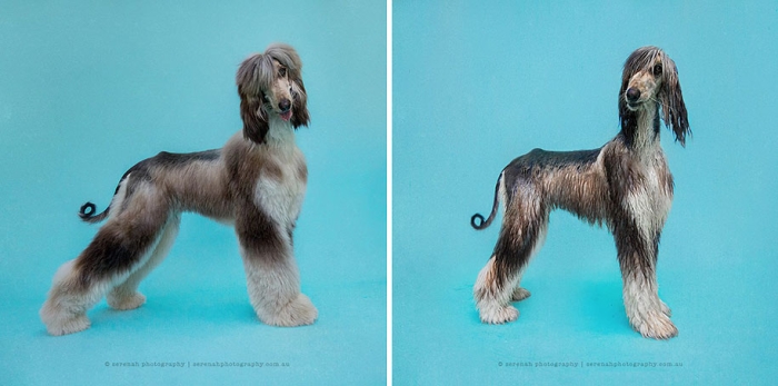 animal-portraits-dry-dog-wet-dog-serenah-hodson-06