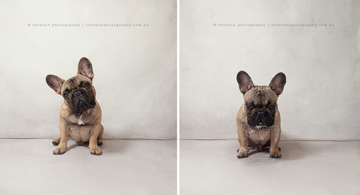 animal-portraits-dry-dog-wet-dog-serenah-hodson-04