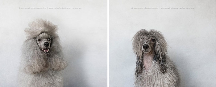 animal-portraits-dry-dog-wet-dog-serenah-hodson-07