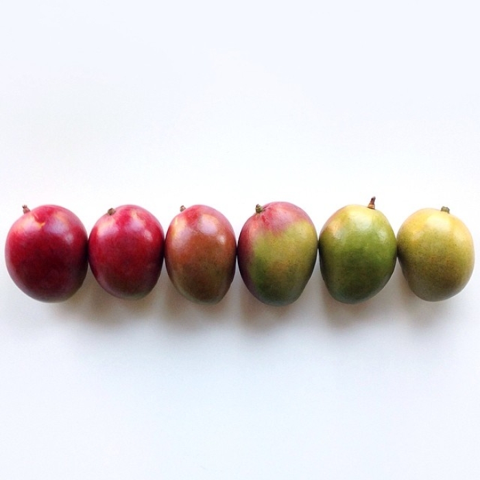 food-arrangement-photography-foodgradients-brittany-wright-8