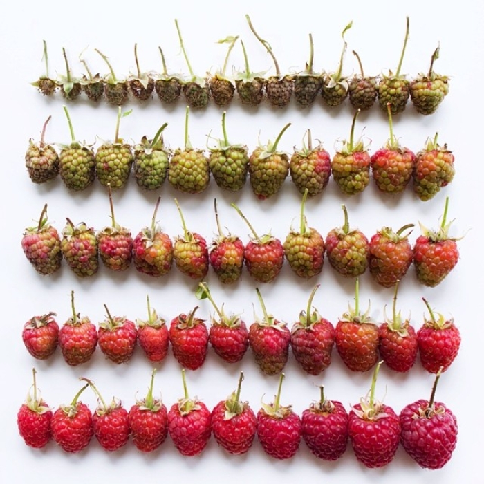 food-arrangement-photography-foodgradients-brittany-wright-15