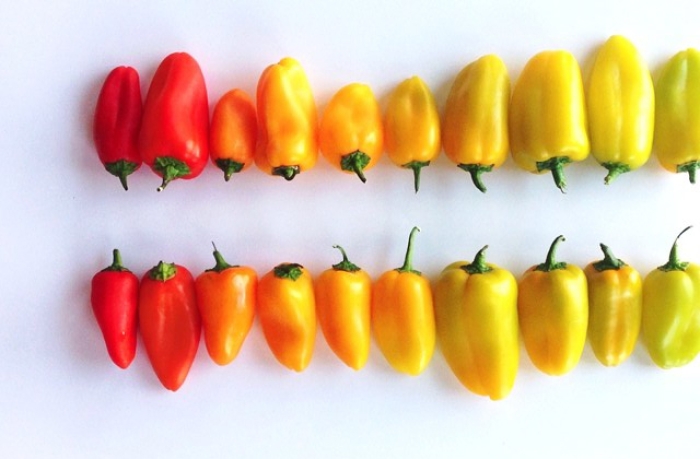 food-arrangement-photography-foodgradients-brittany-wright-74
