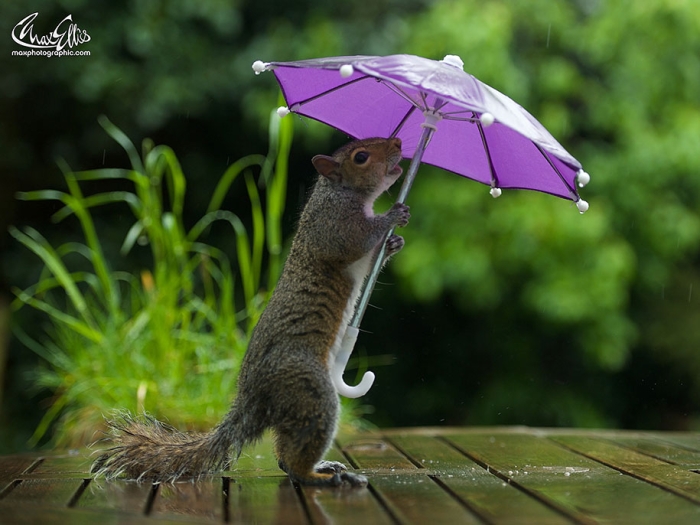 squirrel-umbrella-rain-squirrelisimo-max-ellis-5