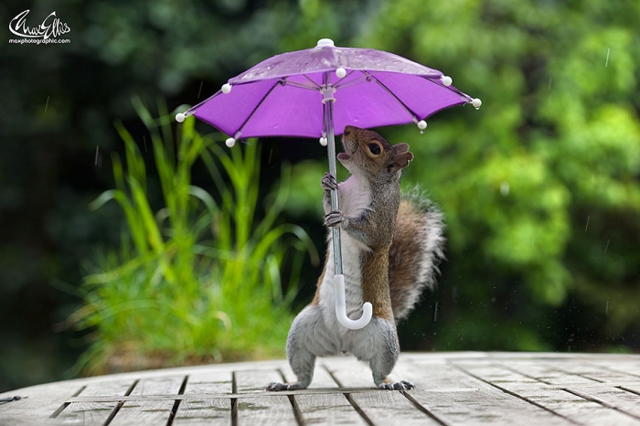 squirrel-umbrella-rain-squirrelisimo-max-ellis-4