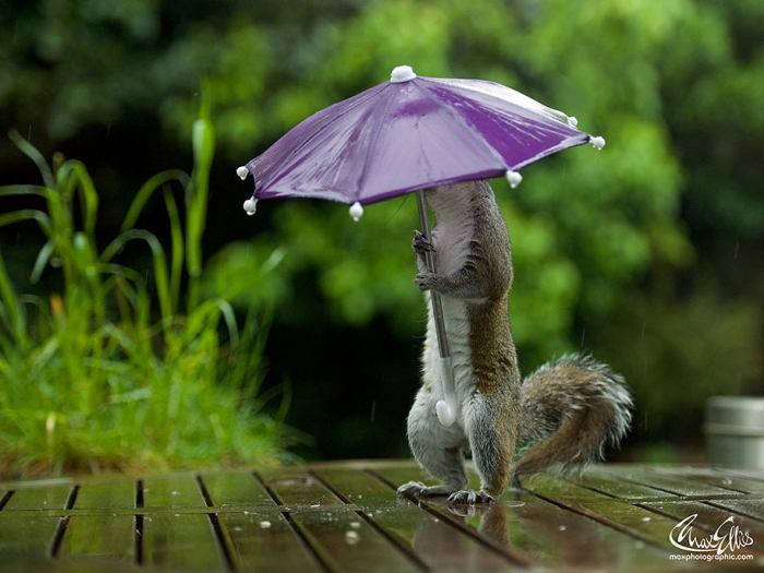 squirrel-umbrella-rain-squirrelisimo-max-ellis-1