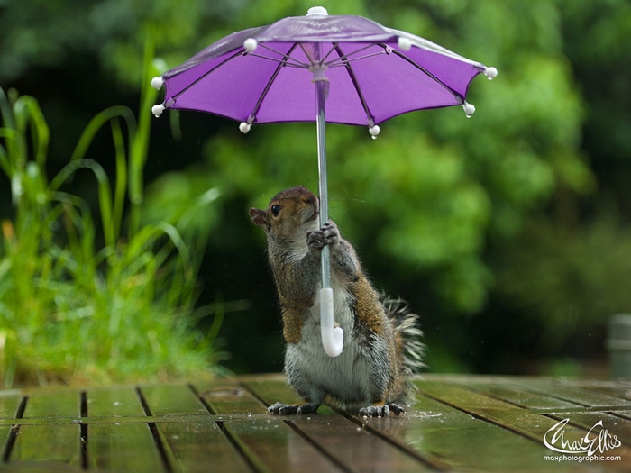 squirrel-umbrella-rain-squirrelisimo-max-ellis-3