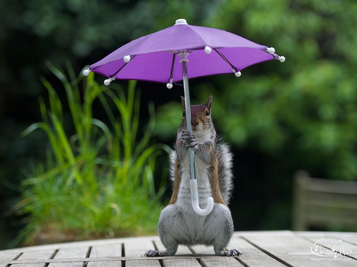 squirrel-umbrella-rain-squirrelisimo-max-ellis-2