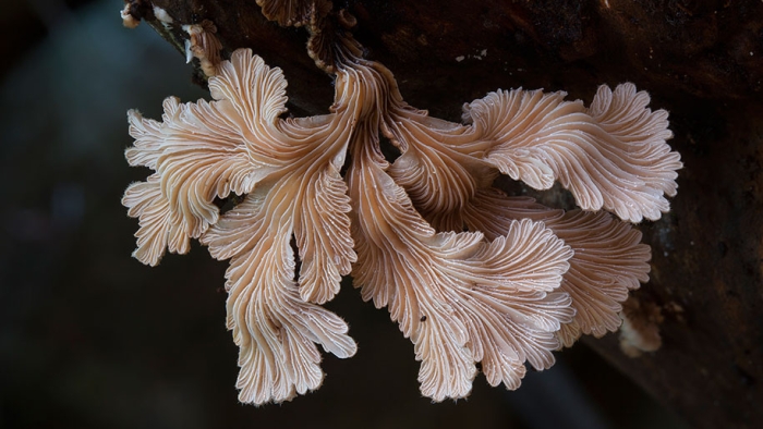 exotic-australian-mushroom-photography-steve-axford-67