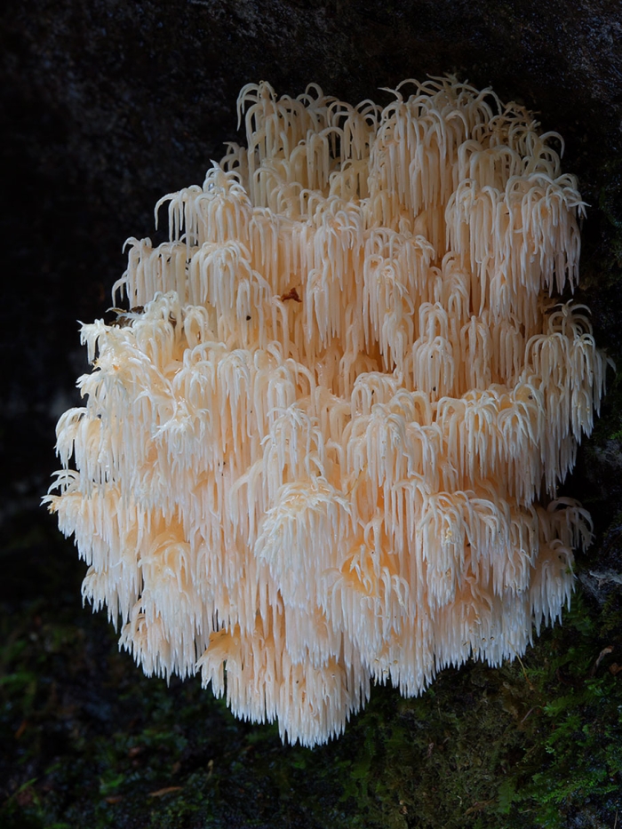 exotic-australian-mushroom-photography-steve-axford-53