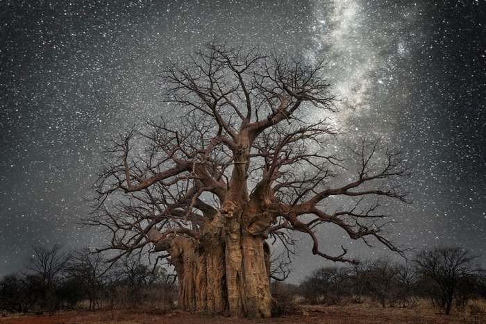 oldest-trees-photography-starlight-diamond-nights-beth-moon-13