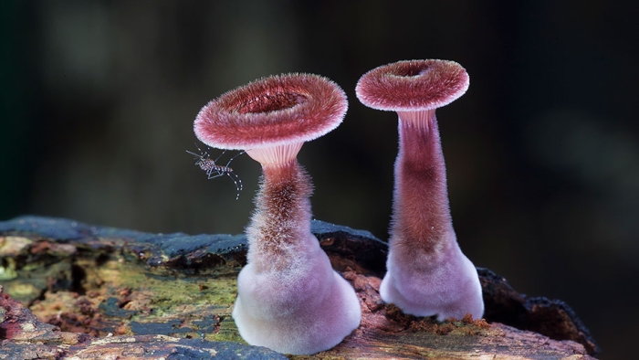 exotic-australian-mushroom-photography-steve-axford-13