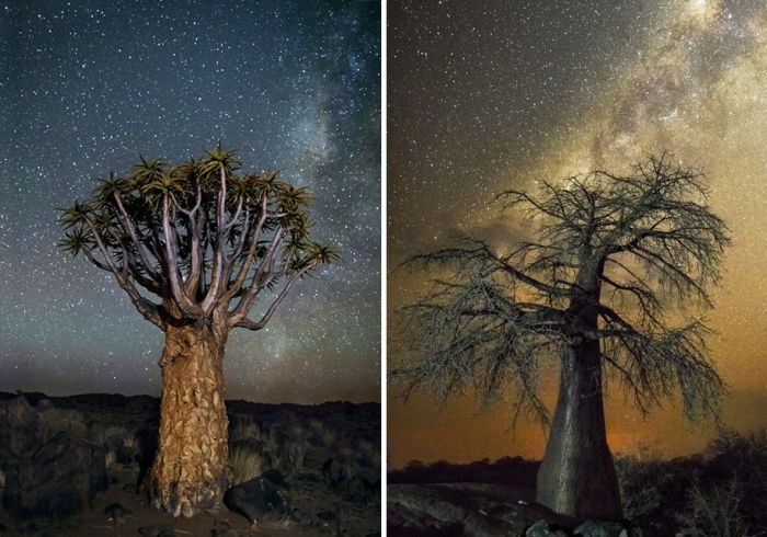oldest-trees-photography-starlight-diamond-nights-beth-moon-11