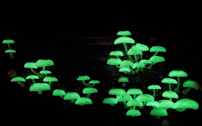 exotic-australian-mushroom-photography-steve-axford-1