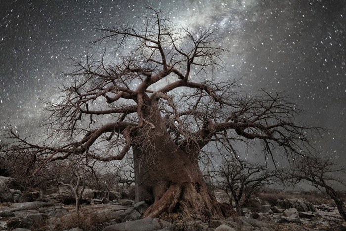 oldest-trees-photography-starlight-diamond-nights-beth-moon-2