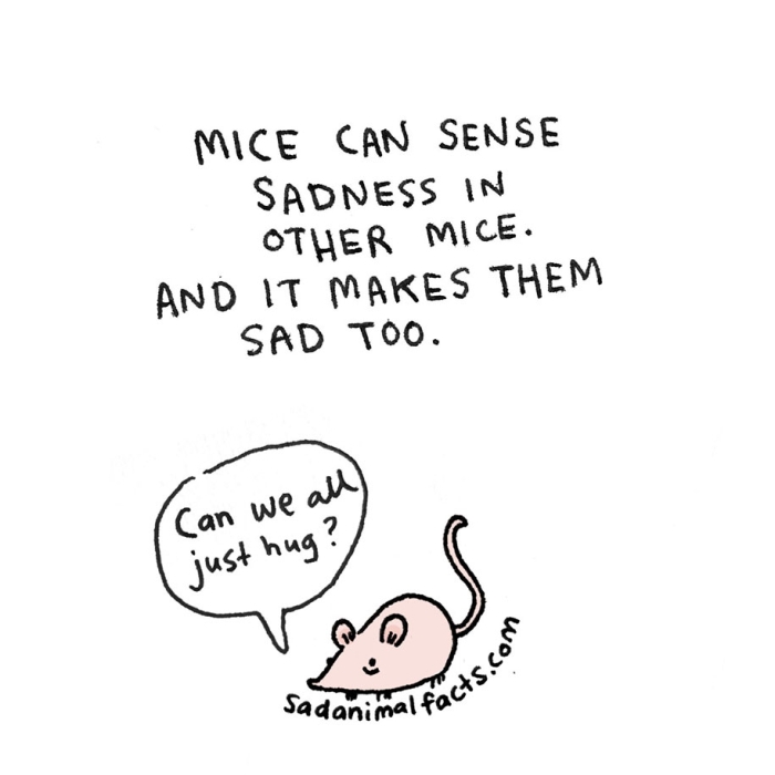 cute-illustrations-drawings-sad-animal-facts-brooke-barker-7