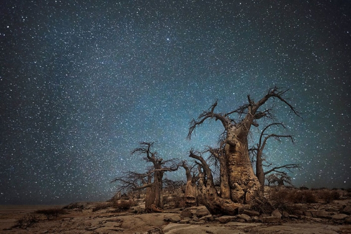 oldest-trees-photography-starlight-diamond-nights-beth-moon-10