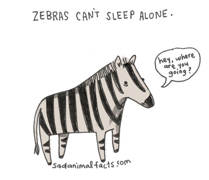cute-illustrations-drawings-sad-animal-facts-brooke-barker-31