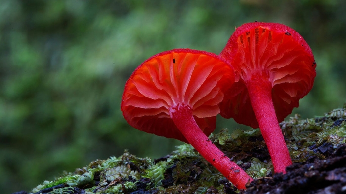 exotic-australian-mushroom-photography-steve-axford-70