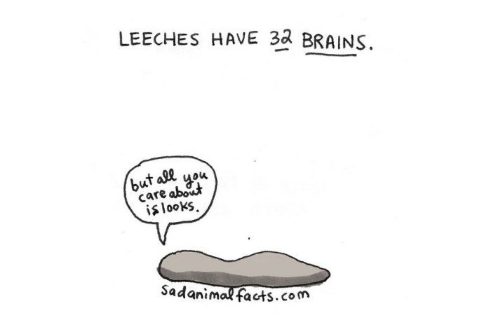 cute-illustrations-drawings-sad-animal-facts-brooke-barker-32