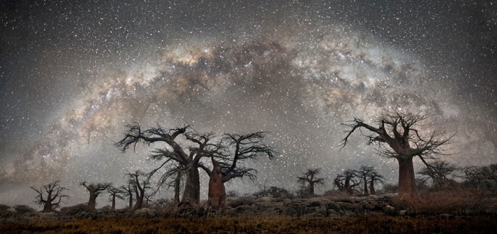 oldest-trees-photography-starlight-diamond-nights-beth-moon-8