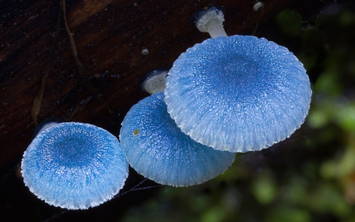 exotic-australian-mushroom-photography-steve-axford-56