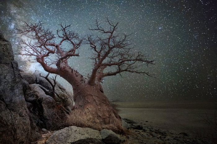 oldest-trees-photography-starlight-diamond-nights-beth-moon-1