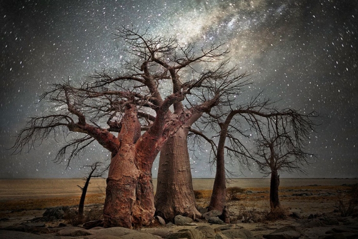 oldest-trees-photography-starlight-diamond-nights-beth-moon-7