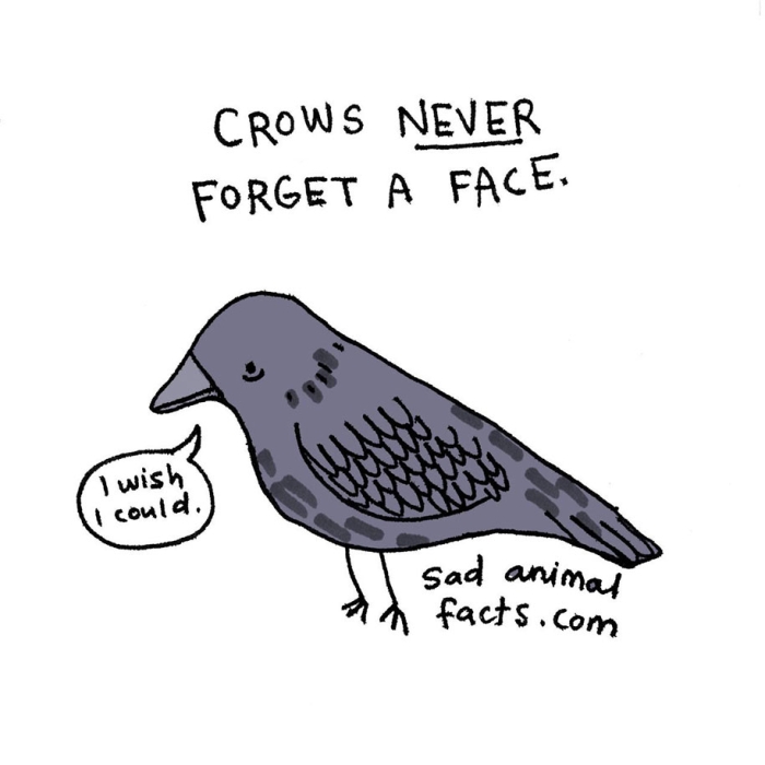 cute-illustrations-drawings-sad-animal-facts-brooke-barker-2