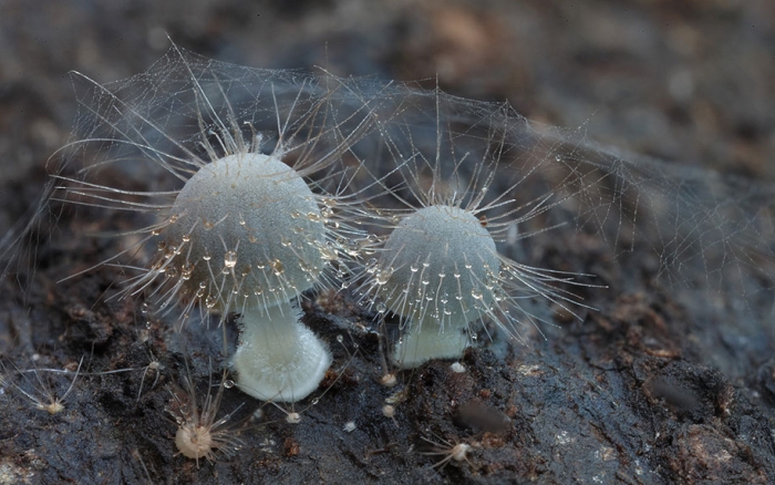 exotic-australian-mushroom-photography-steve-axford-60