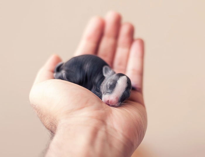 cute-bunny-baby-growing-up-ashraful-arefin-16