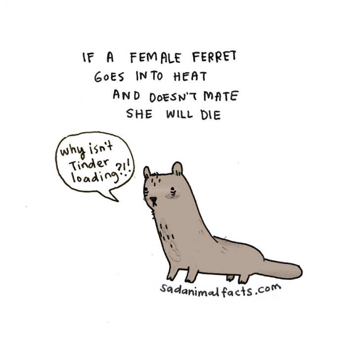 cute-illustrations-drawings-sad-animal-facts-brooke-barker-27