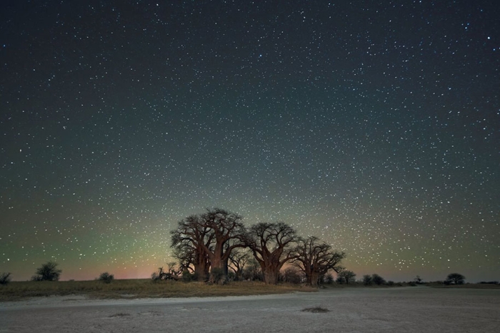 oldest-trees-photography-starlight-diamond-nights-beth-moon-3