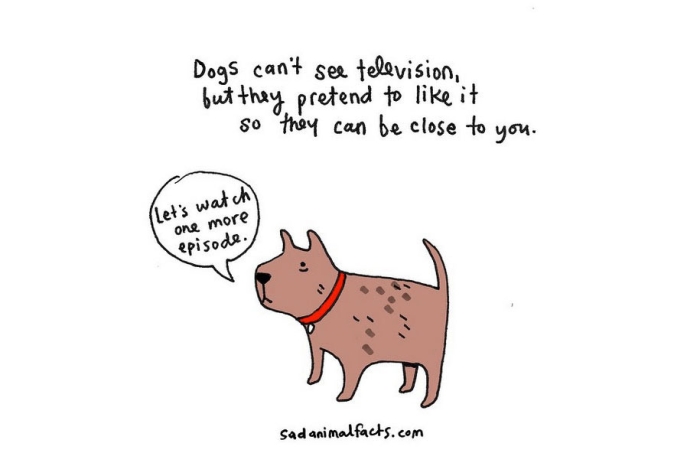 cute-illustrations-drawings-sad-animal-facts-brooke-barker-35