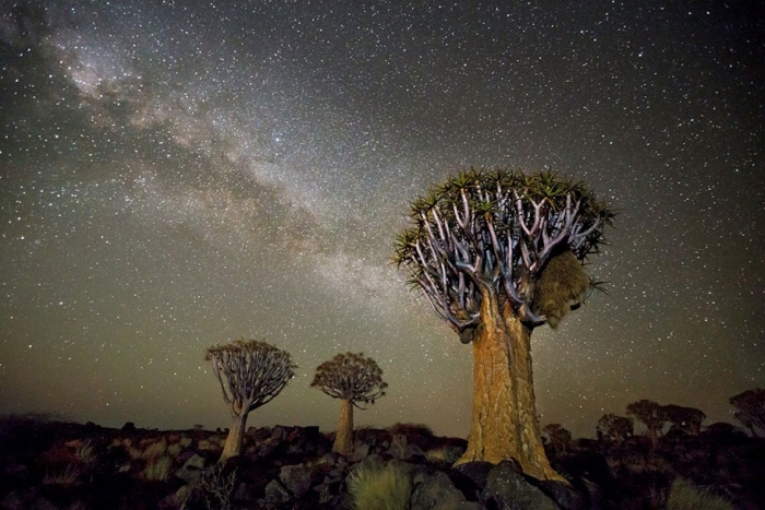 oldest-trees-photography-starlight-diamond-nights-beth-moon-12