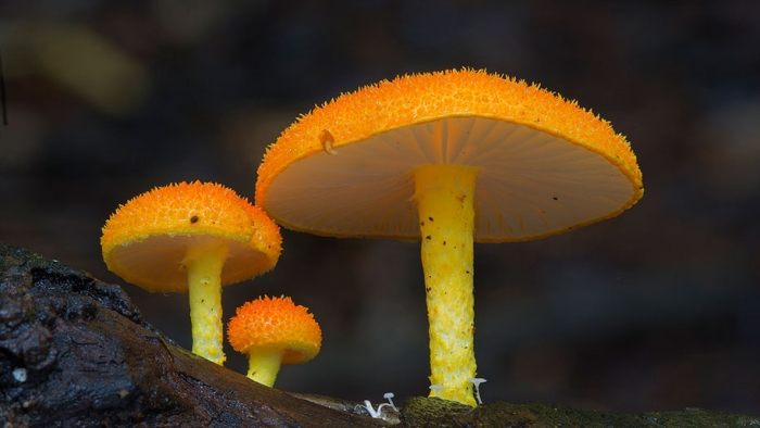 exotic-australian-mushroom-photography-steve-axford-8