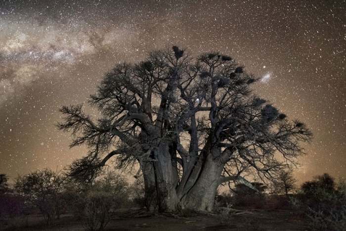 oldest-trees-photography-starlight-diamond-nights-beth-moon-9
