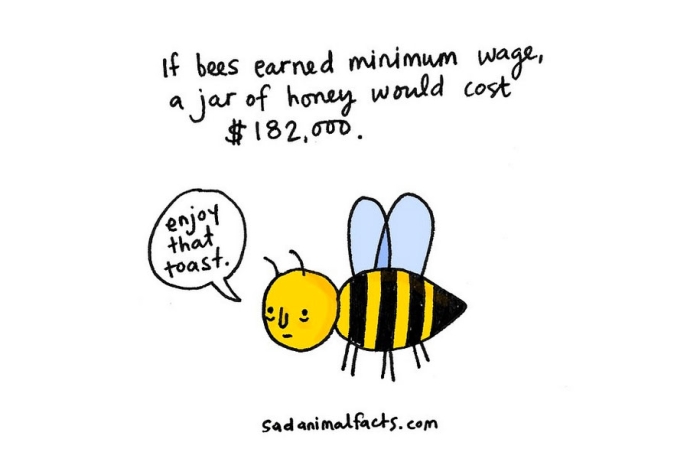 cute-illustrations-drawings-sad-animal-facts-brooke-barker-37