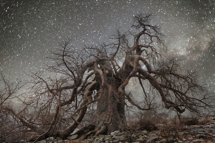 oldest-trees-photography-starlight-diamond-nights-beth-moon-16
