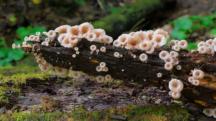 exotic-australian-mushroom-photography-steve-axford-20