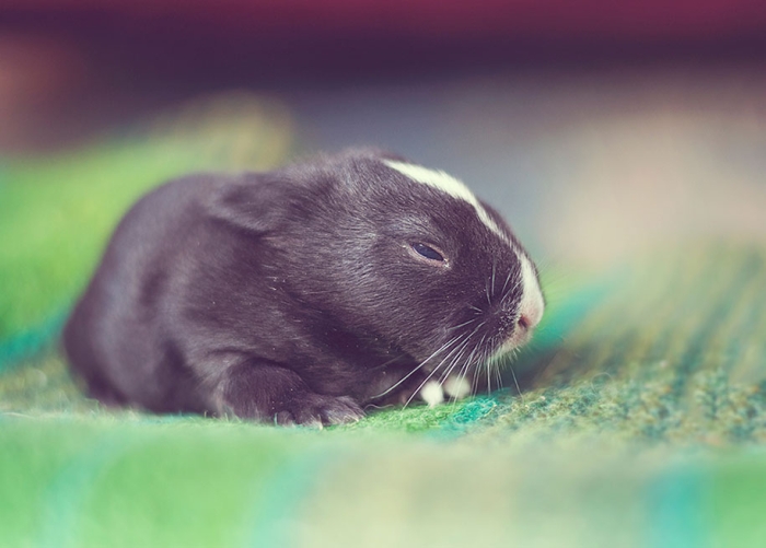 cute-bunny-baby-growing-up-ashraful-arefin-12