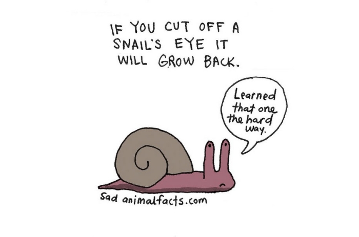 cute-illustrations-drawings-sad-animal-facts-brooke-barker-39