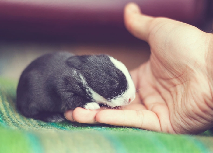 cute-bunny-baby-growing-up-ashraful-arefin-13