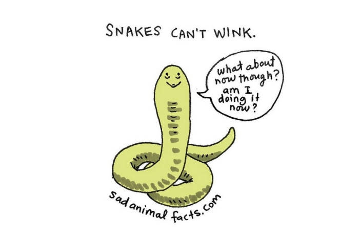 cute-illustrations-drawings-sad-animal-facts-brooke-barker-40