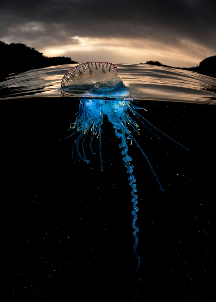 surface-half-underwater-photography-over-under-matty-smith-6