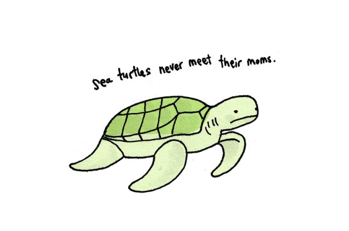 cute-illustrations-drawings-sad-animal-facts-brooke-barker-41