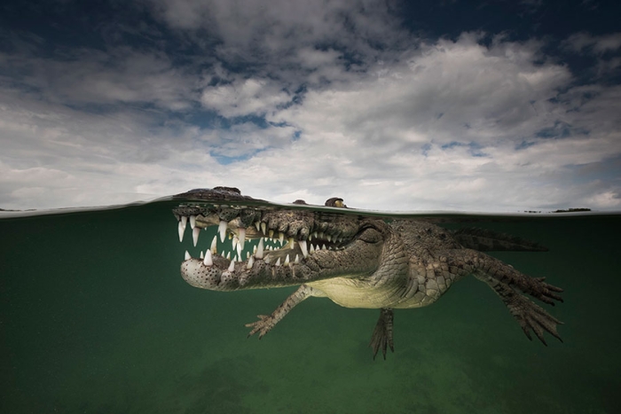 surface-half-underwater-photography-over-under-matty-smith-15