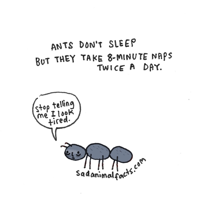 cute-illustrations-drawings-sad-animal-facts-brooke-barker-21